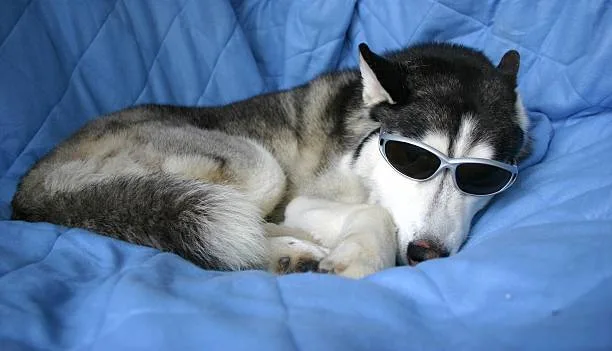 How to keep husky cool Innovative Cooling Solutions for Huskies