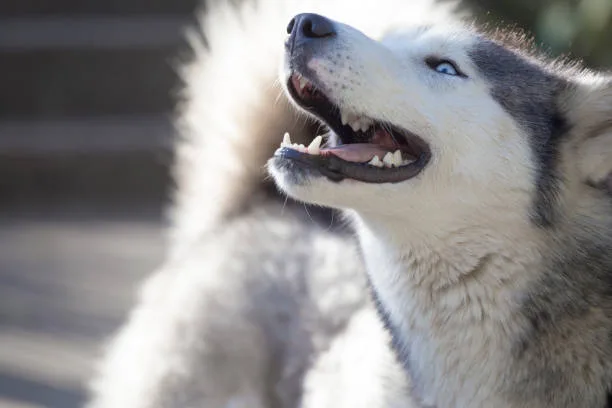 How to make husky howl Integrating Howling into Husky Socialization