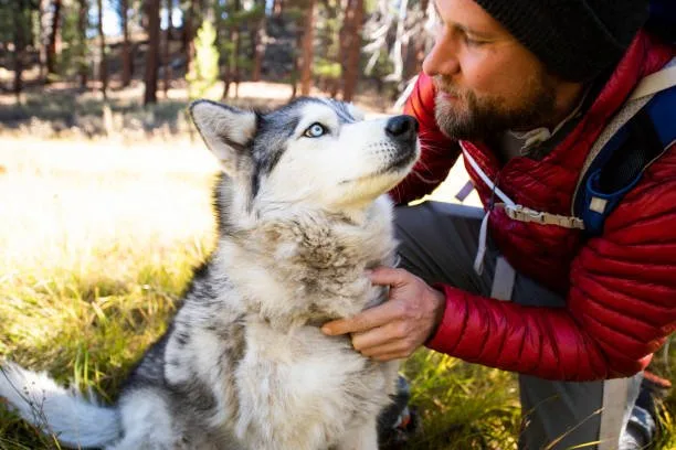 How to make husky howl Maintaining Respect and Care