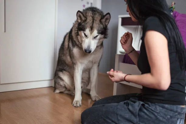 How to make husky howl Positive Reinforcement Strategies