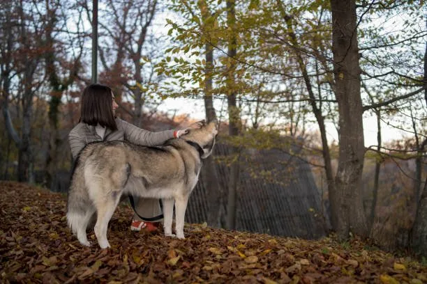 How to make husky howl Leveraging Husky Social Behavior