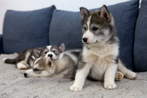 How to raise a husky puppy in an apartment Creating a Positive Living Environment for Your Husky