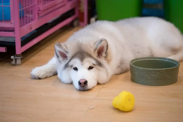 How to raise a husky puppy in an apartment Regular Veterinary Care