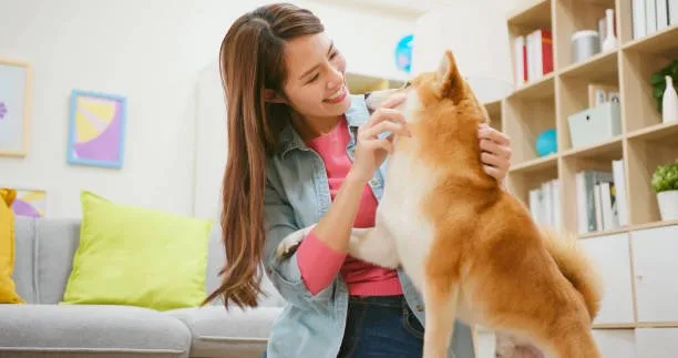 How to raise a husky puppy in an apartment Navigating Apartment Living with a Husky