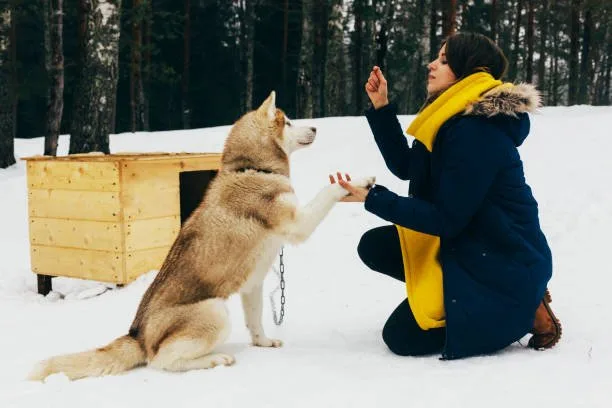 How to teach a husky to speak almost like a human Advancing Articulation: Speech-Like Sound Training for Huskies