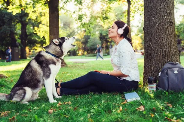 How to teach a husky to speak almost like a human Mastering Verbal Cues: Strategies for Husky Language Development