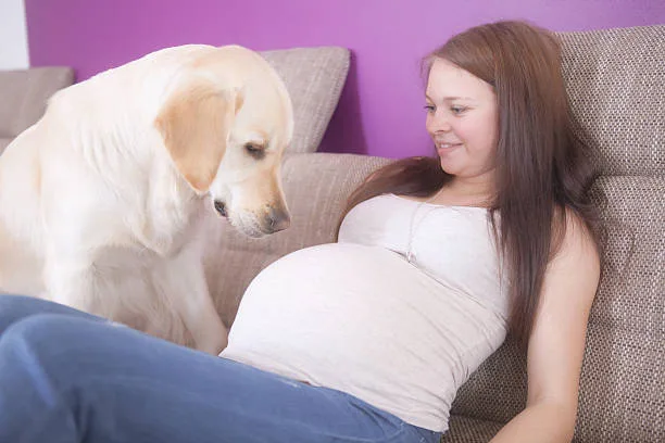 How to tell if your husky is pregnant Recognizing and Managing Husky Labor Signs