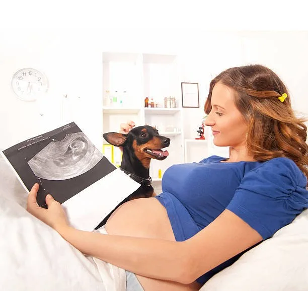 How to tell if your husky is pregnant Decreased Physical Activity