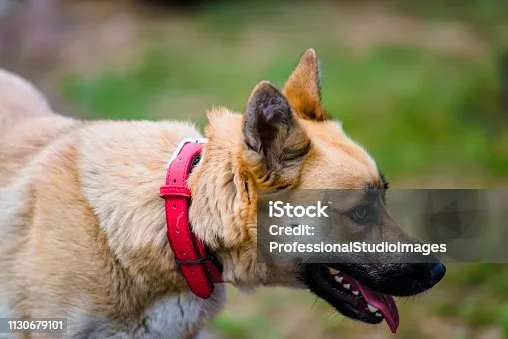 How to train a german shepherd husky mix puppy Utilizing Positive Reinforcement Techniques