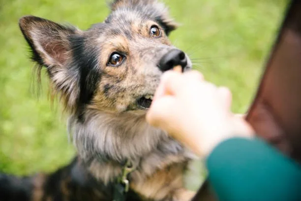 How to train a german shepherd husky mix puppy Addressing Common Husky Behavioral Traits