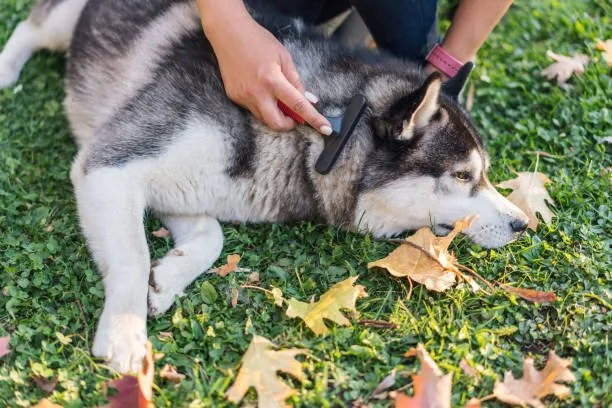 How to train a siberian husky to like cats Monitoring Body Language