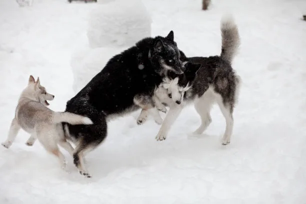 Husky and cats get along Training Your Husky to Be Cat-Friendly