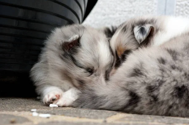 Husky and cats get along Socializing Siberian Huskies for Successful Cohabitation