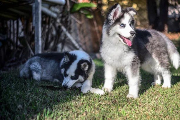 Husky and cats get along Positive Reinforcement Strategies in Husky Training
