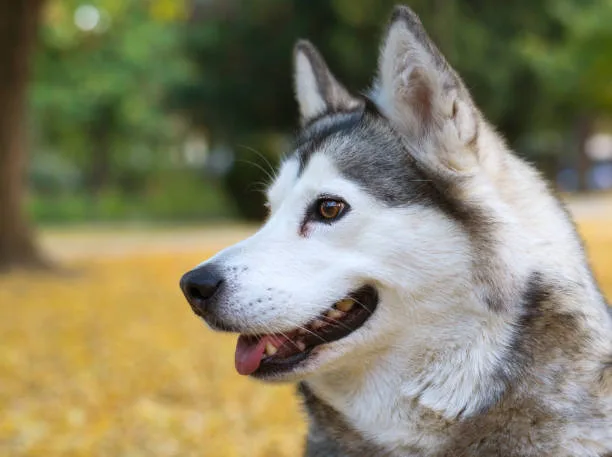 Husky breed that doesnt shed Cleaning Tips for Homes with Low-Shedding Huskies