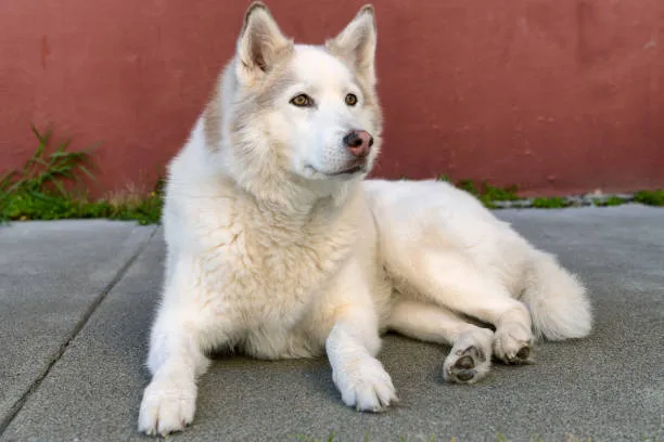 Husky breed that doesnt shed Exercise and Its Effect on Shedding
