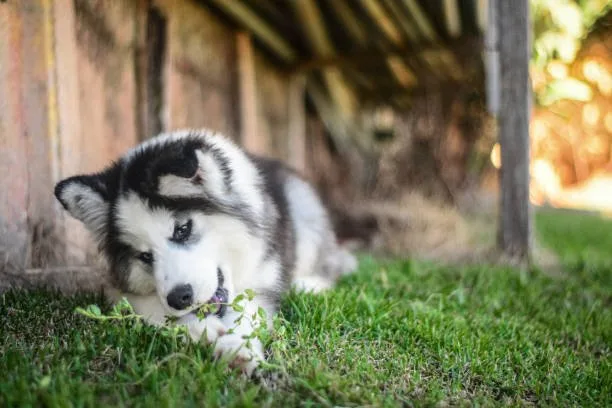 Husky breed that doesnt shed Husky Grooming Requirements