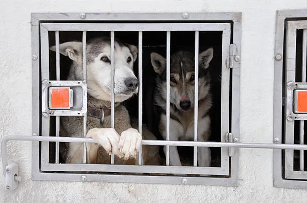 Husky cage size learn about   types of crates Frequently Asked Questions About Husky Crates