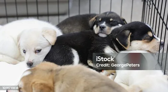 Husky cage size learn about   types of crates Important Features of a Husky Crate