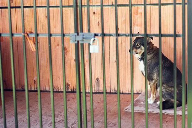 Husky cage size learn about   types of crates Adjusting Crate Size as Your Husky Grows