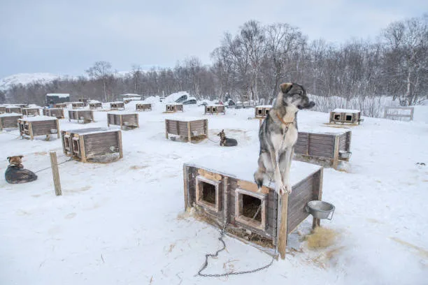 Husky cage size learn about   types of crates Pros and Cons of Different Husky Crates