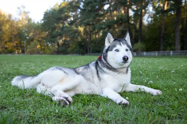 Husky exercise requirements Warning Signs of Insufficient Exercise