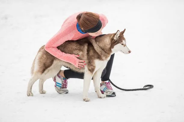Husky exercise requirements Adapting Exercise Routines to Seasons