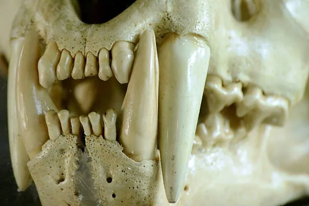 Husky skull shape Dental Care Tailored to the Husky Skull