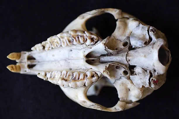 Husky skull shape Breed-Specific Care for the Siberian Husky's Skull and Health