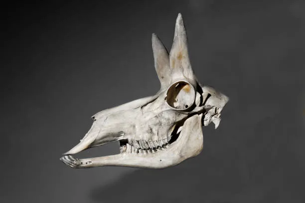 Husky skull shape Exploring Variations in Canine Skull Anatomy