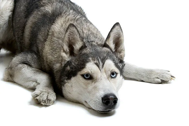 Husky skull shape Conclusion: Ensuring Your Husky's Comfort and Health