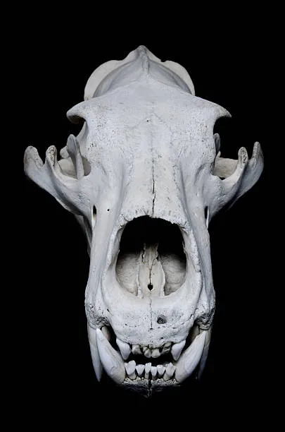 Husky skull shape Husky Skull Shape and Genetic Disorders