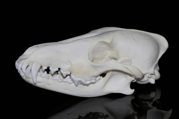 Husky skull shape Health Issues Related to Incorrect Headgear