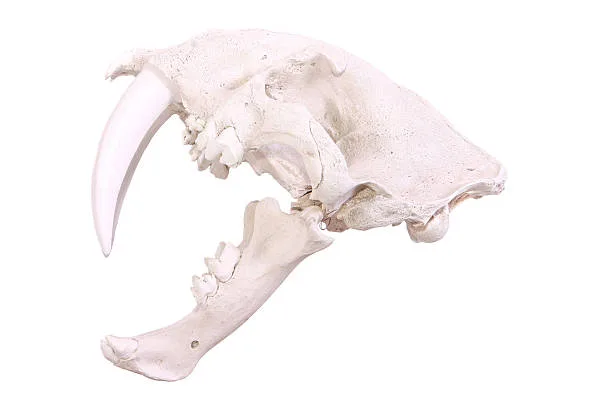 Husky skull shape Understanding Facial Expressions