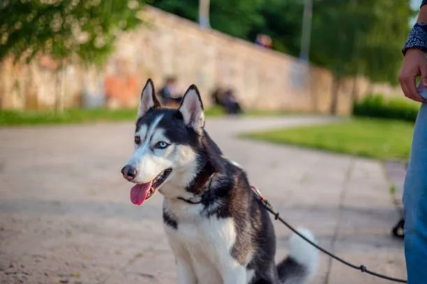 Husky stomach issues When to Seek Emergency Vet Care