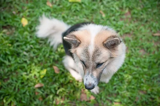 Husky zinc deficiency in dogs Long-Term Management of Zinc Deficiency
