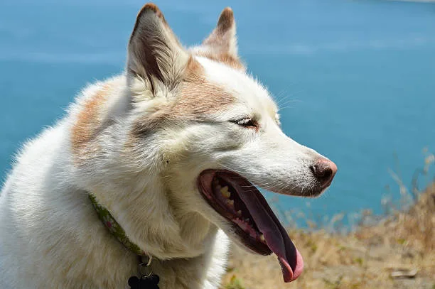 Husky zinc deficiency in dogs Diagnosing Zinc Deficiency in Huskies