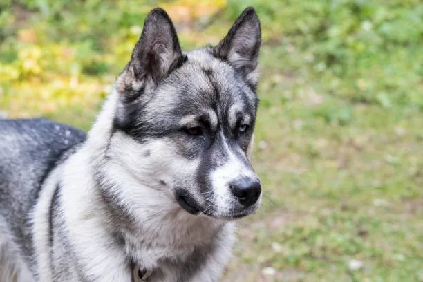 Husky zinc deficiency in dogs Recognizing and Treating Zinc Responsive Dermatosis in Huskies