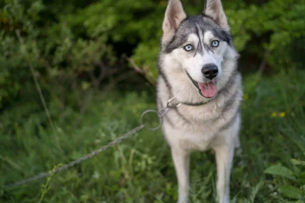 Invisible fences for huskies Training Your Husky to Understand the Fence
