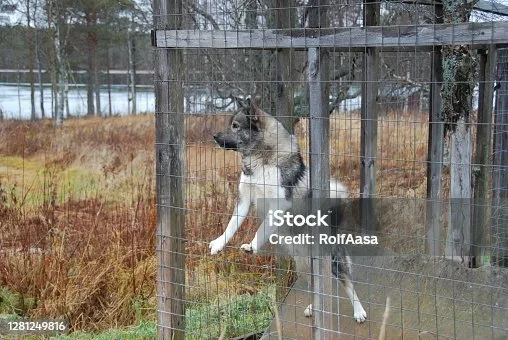 Invisible fences for huskies Safety Concerns and Precautions