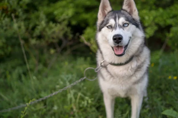 Invisible fences for huskies Cost Analysis and Value