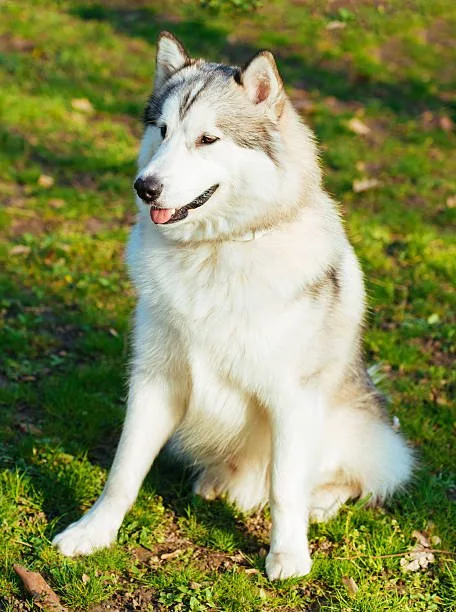 Invisible fences for huskies Success Stories and Testimonials