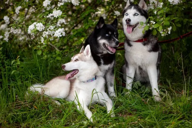 Invisible fences for huskies Advanced Containment Strategies: GPS and Wireless Systems