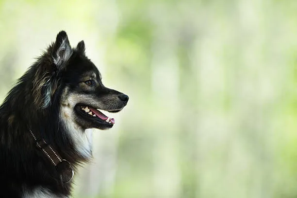 Long haired agouti husky Adoption and Living Environment for Huskies