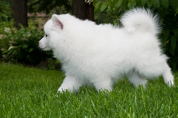Pomeranian husky puppy prices Training and Social Environment Considerations