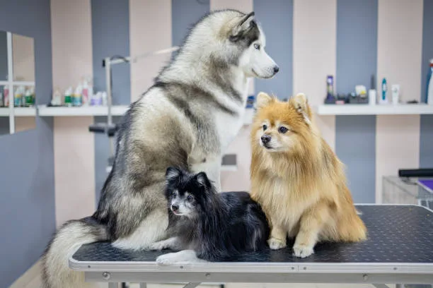 Pomeranian husky puppy prices Unexpected Healthcare Costs
