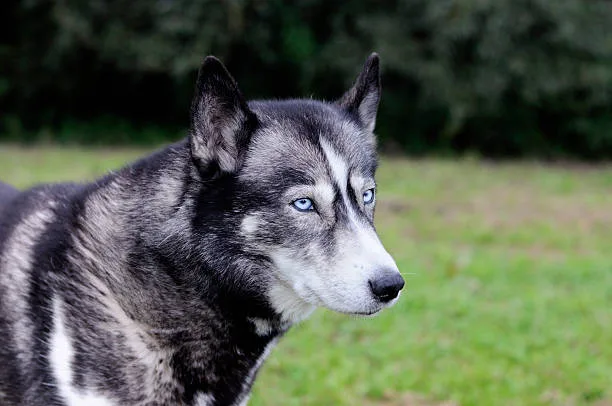 Pure black husky with blue eyes Dealing with Common Husky Health Issues