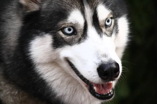 Pure black husky with blue eyes Regular Exercise Regimen