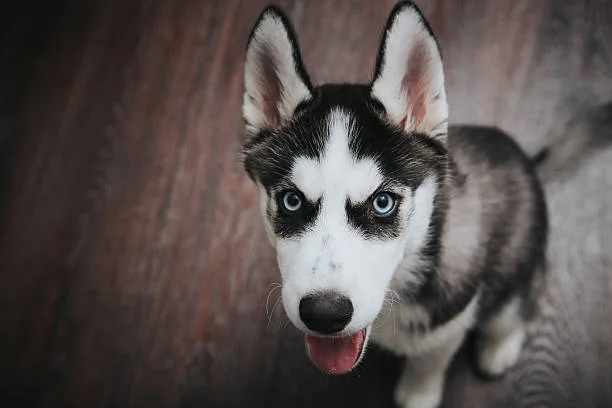 Pure black husky with blue eyes Maintaining Husky Health: Diet and Eye Care