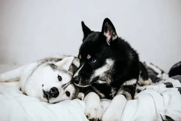Siberian husky biting dominance Dealing With Biting During Playtime